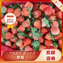 精品草莓货源充足量大从优欢迎老板一条龙服务对接各级客商