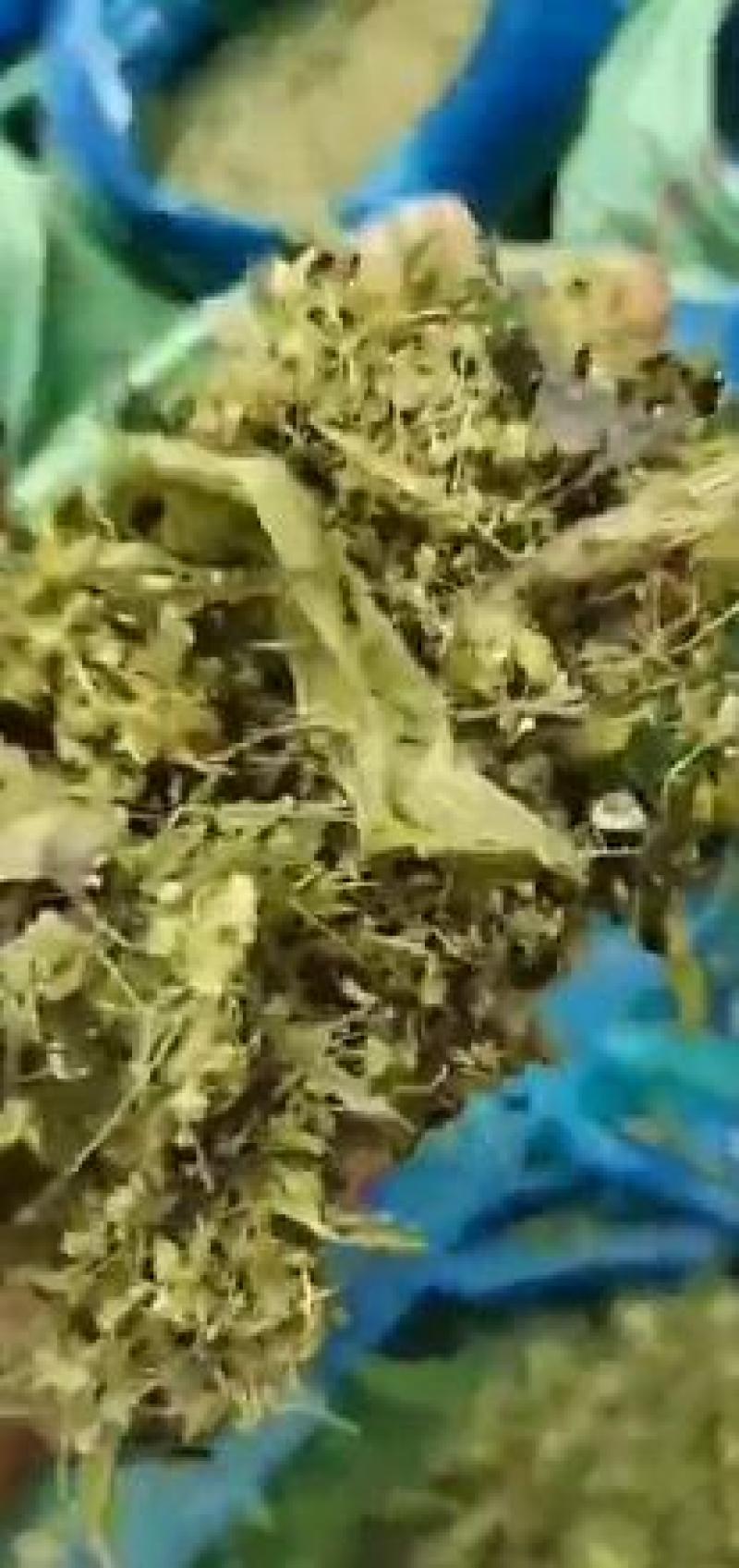 云南青储青贮常年供货牛羊饲料品质保证全国发货欢迎致电