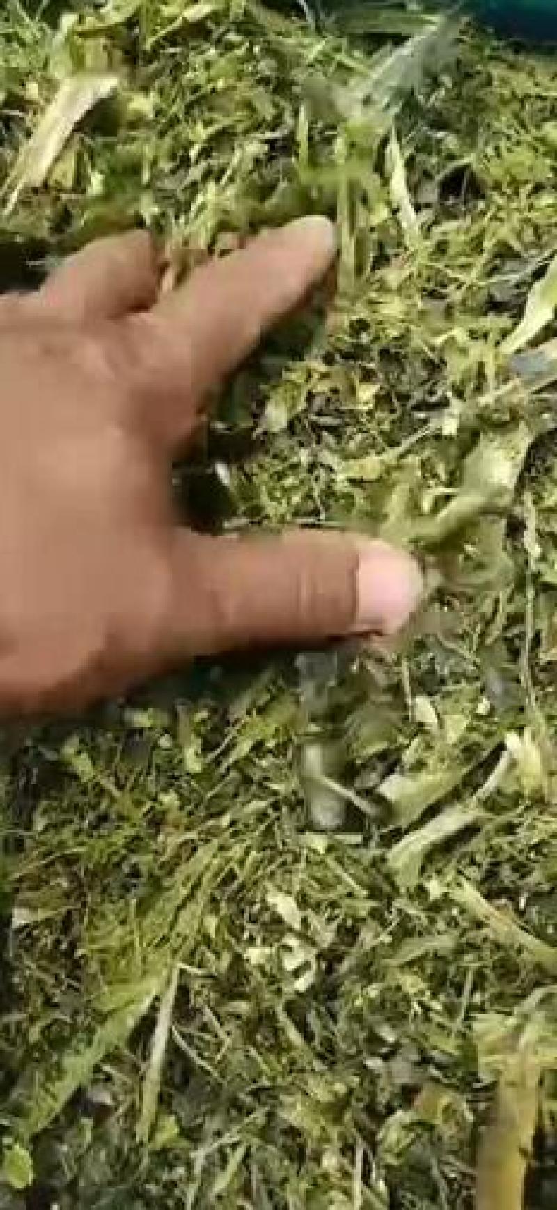 云南青储青贮常年供货牛羊饲料品质保证全国发货欢迎致电