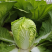 【白菜】黄心白菜大量供应产地直发可视频看货