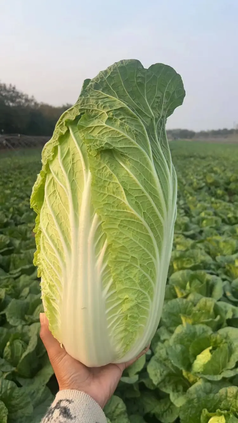 【白菜】黄心白菜大量供应产地直发可视频看货