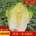 【白菜】黄心白菜大量供应产地直发可视频看货