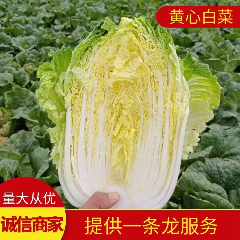 【白菜】黄心白菜大量供应产地直发可视频看货