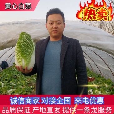 【湖北黄心白菜】白菜基地直发对接各大市场电商