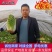 【湖北黄心白菜】白菜基地直发对接各大市场电商