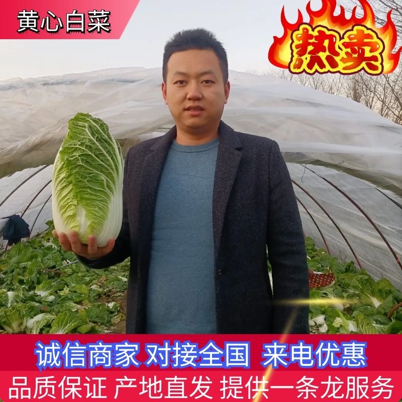 【湖北黄心白菜】白菜基地直发对接各大市场电商