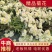 河北精品菊花产地直发品质保证一手货源量大从优