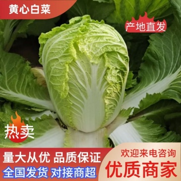 【白菜】矮颗黄心白菜大量供应品质保证全国发货