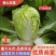 【白菜】矮颗黄心白菜大量供应品质保证全国发货