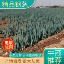 河北精品钢葱基地直发品质保证一手货源量大从优