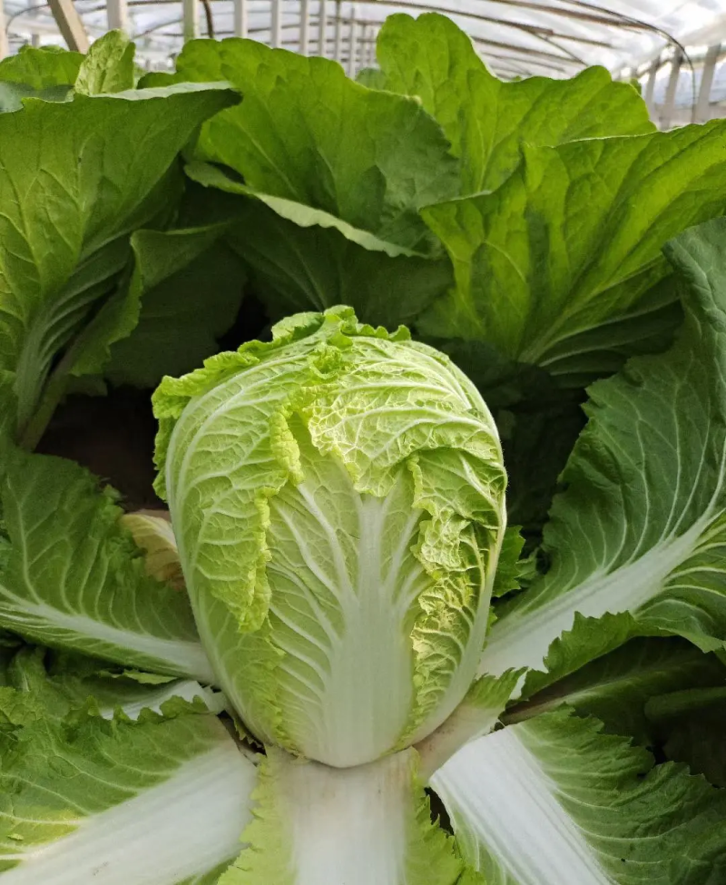 【优选白菜】矮颗黄心白菜货源充足品质保证量大从优