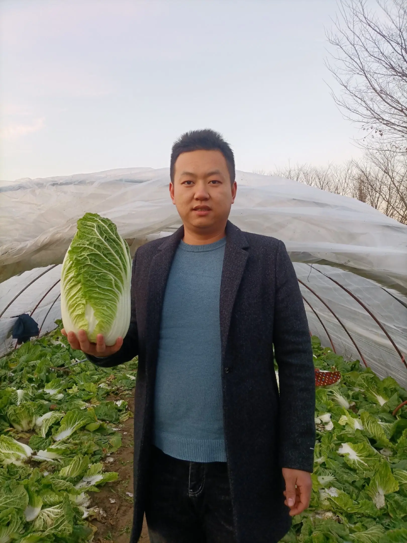 【优选白菜】矮颗黄心白菜货源充足品质保证量大从优