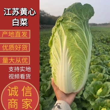【精品】黄心白菜千亩基地持续供应可视频看货