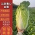 【精品】黄心白菜千亩基地持续供应可视频看货