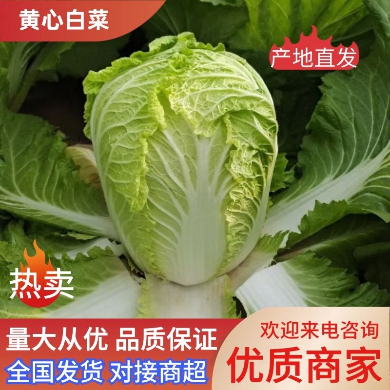 【精品】优选黄心大白菜大白菜基地直供品质保证全国发货