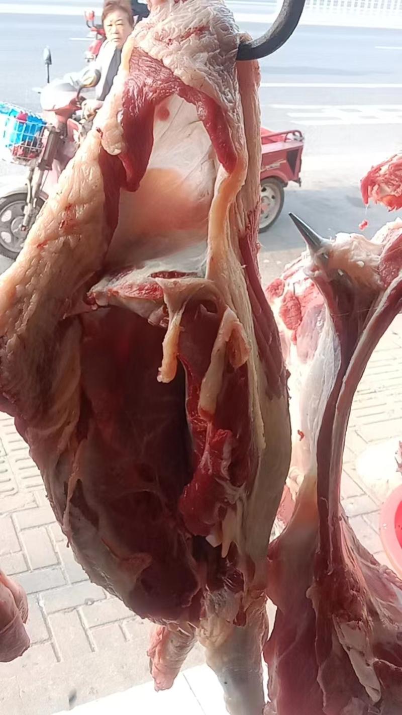 【牛肉】散养黄牛肉现杀现发可视频看货量大从优