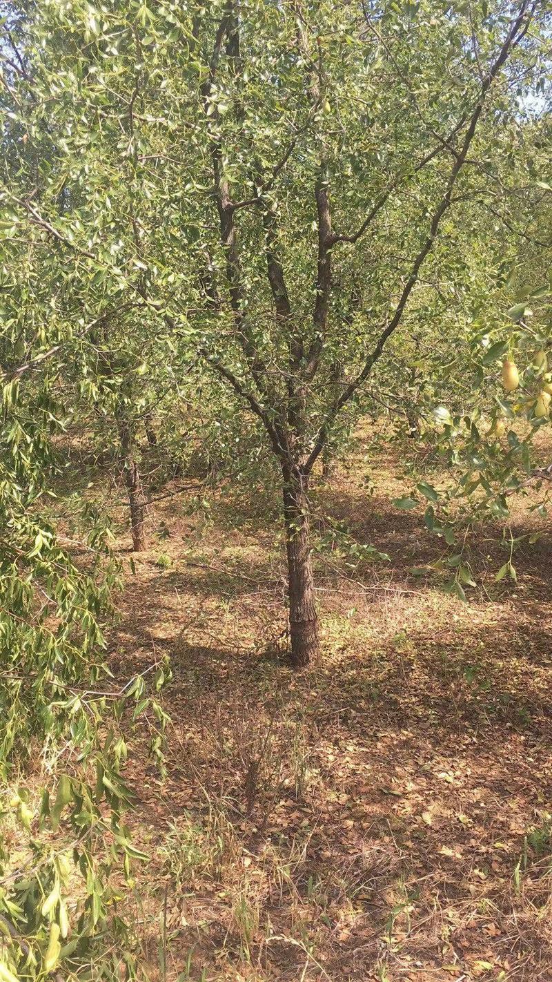 山东枣树8公分出售，规格齐全量大从优，占地用绿化用