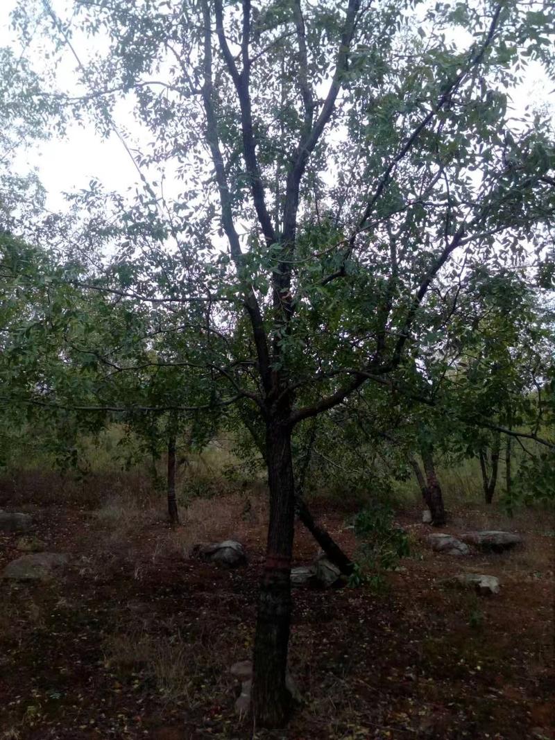 山东枣树8公分出售，规格齐全量大从优，占地用绿化用