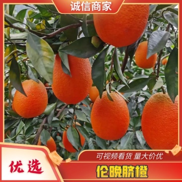 秭归脐橙长虹皮薄肉嫩汁多味甜产地直发看货采摘