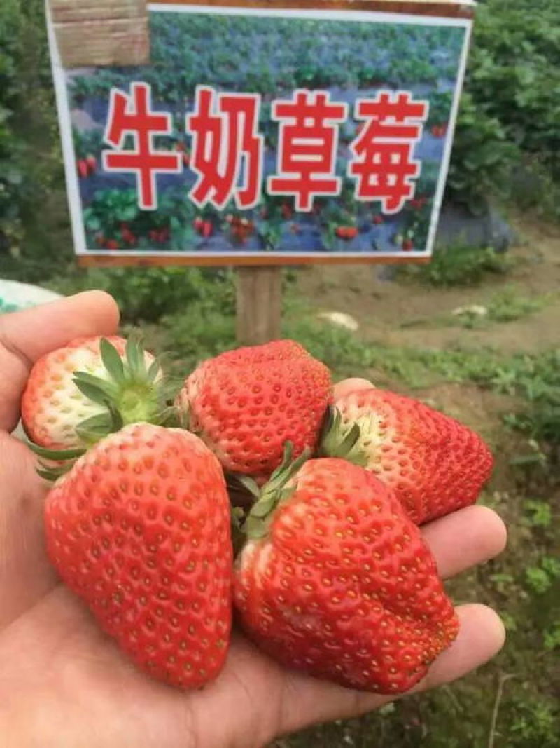 【荐】新鲜甜查理奶油草莓产地代办批发市场批发团购支持代发