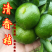 【放心购】清香桔苗巴西柑苗清香蜜桔苗无籽蜜橘苗柑桔苗