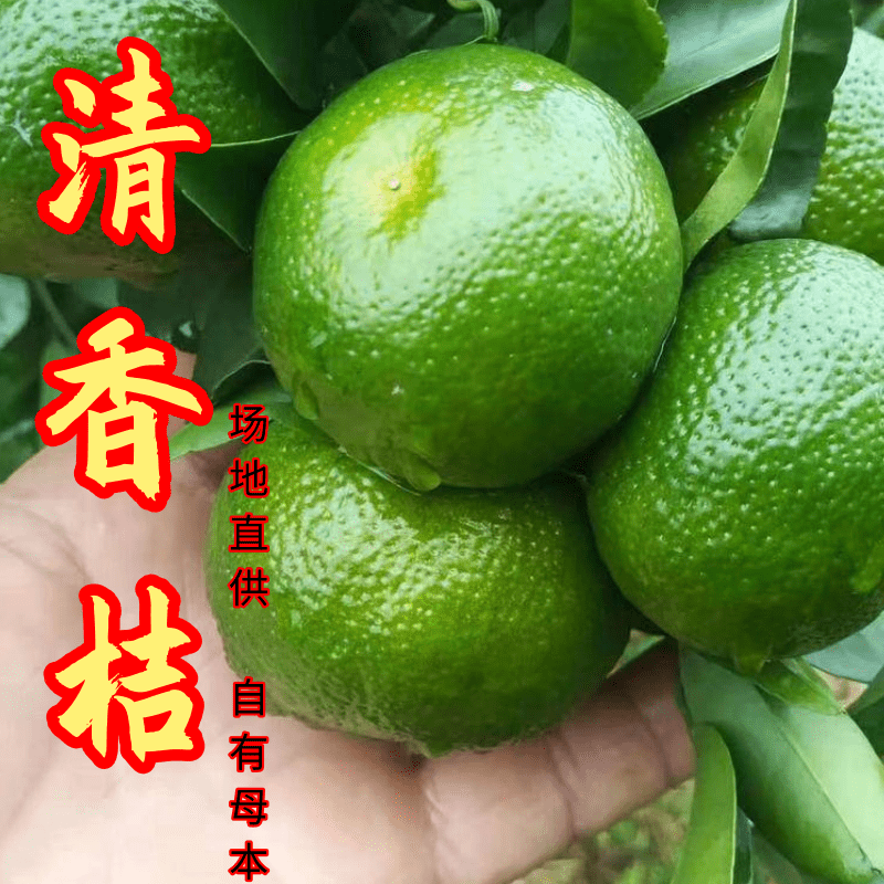 【放心购】清香桔苗巴西柑苗清香蜜桔苗无籽蜜橘苗柑桔苗