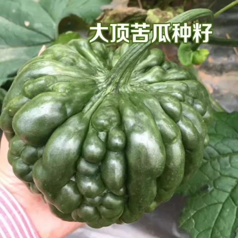 广良2号大顶苦瓜种子，大鼎雷公罩杜阮凉瓜种子，深绿色