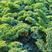 羽衣甘蓝苗皱叶可食用春秋耐寒牡丹菜基地品种