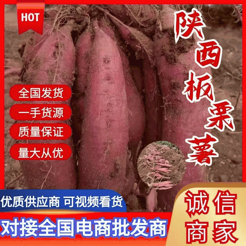 秦薯四号红薯大量上市，货源充足，宁夏甘肃青海主产