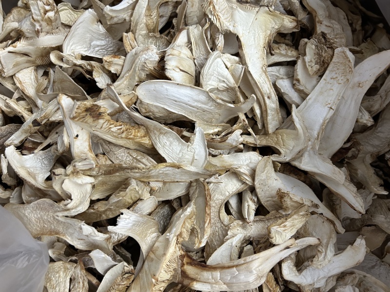 雅江松茸