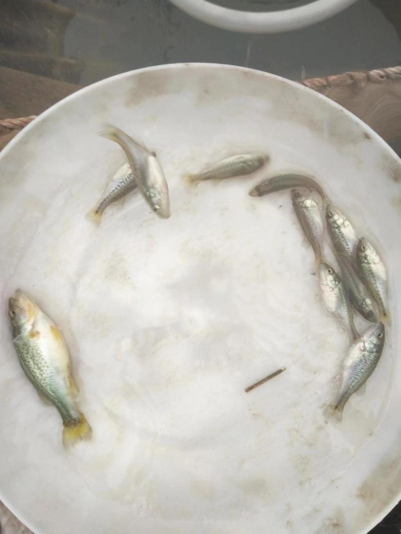 鲈鱼精品鲈鱼苗全国发货成活率高量大从优