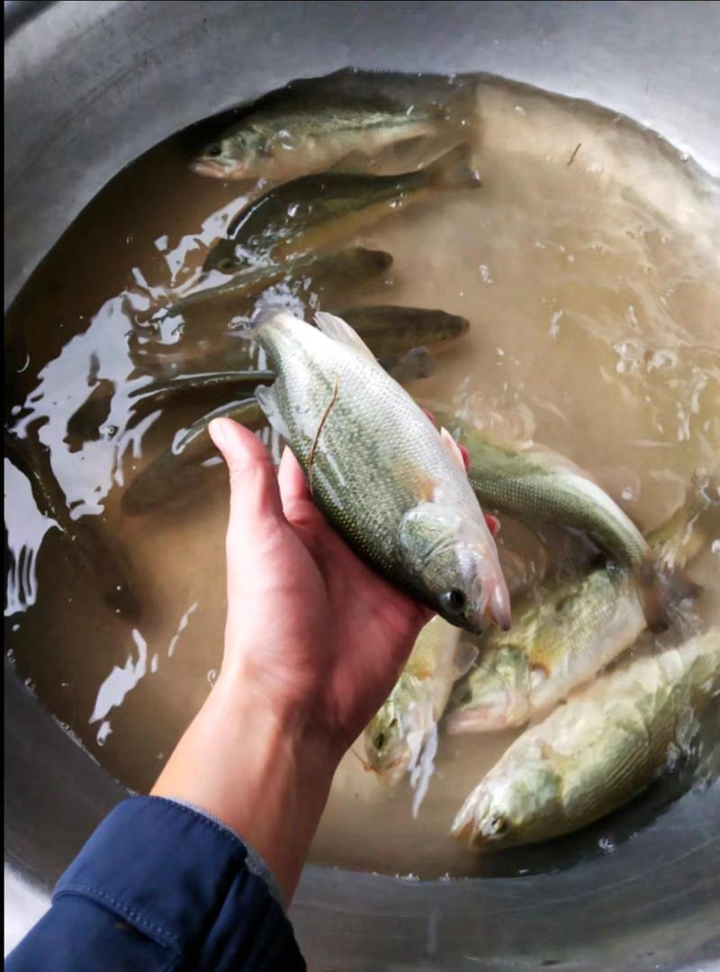 鲈鱼精品鲈鱼苗全国发货成活率高量大从优