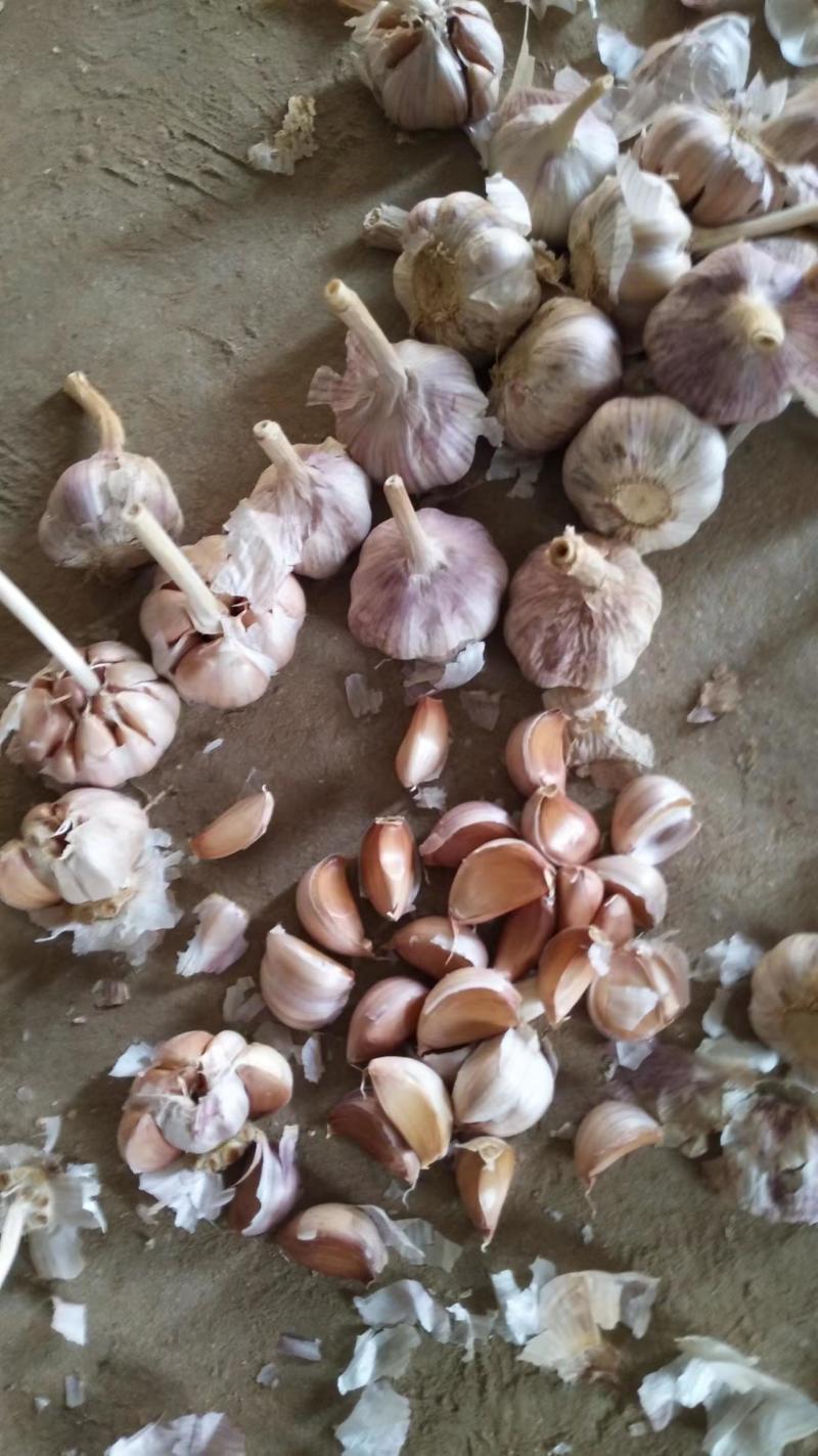 金乡大蒜颗颗精选皮薄肉厚产地直发品质保证一手货源量大从优