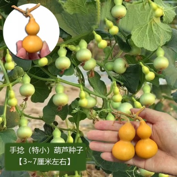 手捻葫芦种子，小葫芦种子，观赏葫芦种子，文玩葫芦，观赏强
