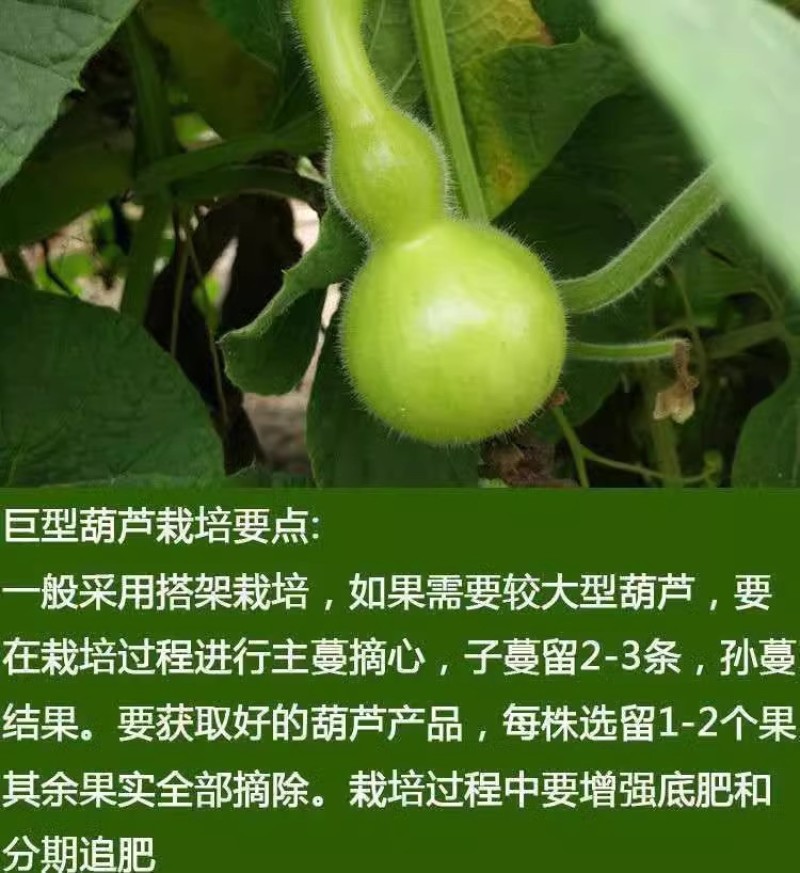 手捻葫芦种子，小葫芦种子，观赏葫芦种子，文玩葫芦，观赏强