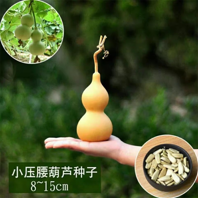 手捻葫芦种子，小葫芦种子，观赏葫芦种子，文玩葫芦，观赏强