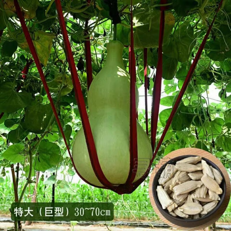 手捻葫芦种子，小葫芦种子，观赏葫芦种子，文玩葫芦，观赏强