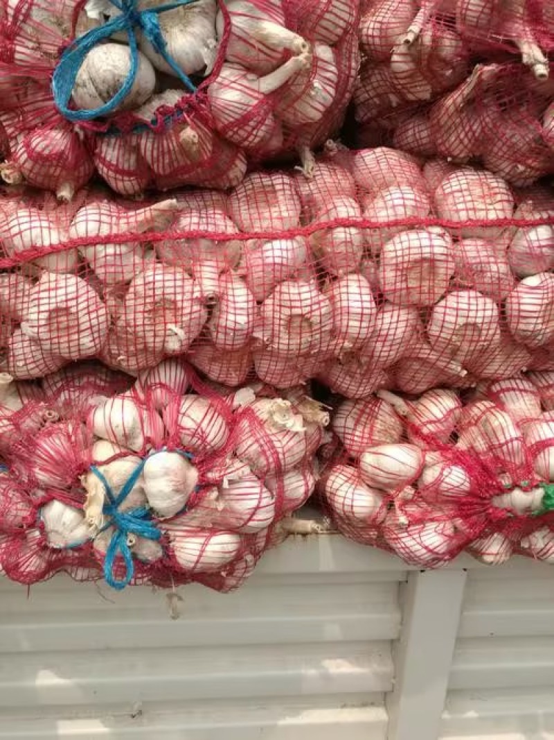 金乡大蒜颗颗精选皮薄肉厚产地直发品质保证一手货源量大从优