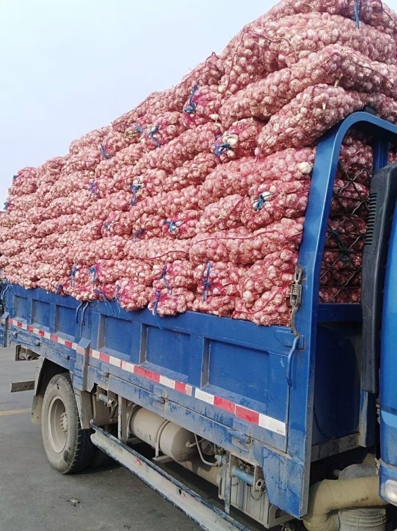 金乡大蒜颗颗精选皮薄肉厚产地直发品质保证一手货源量大从优