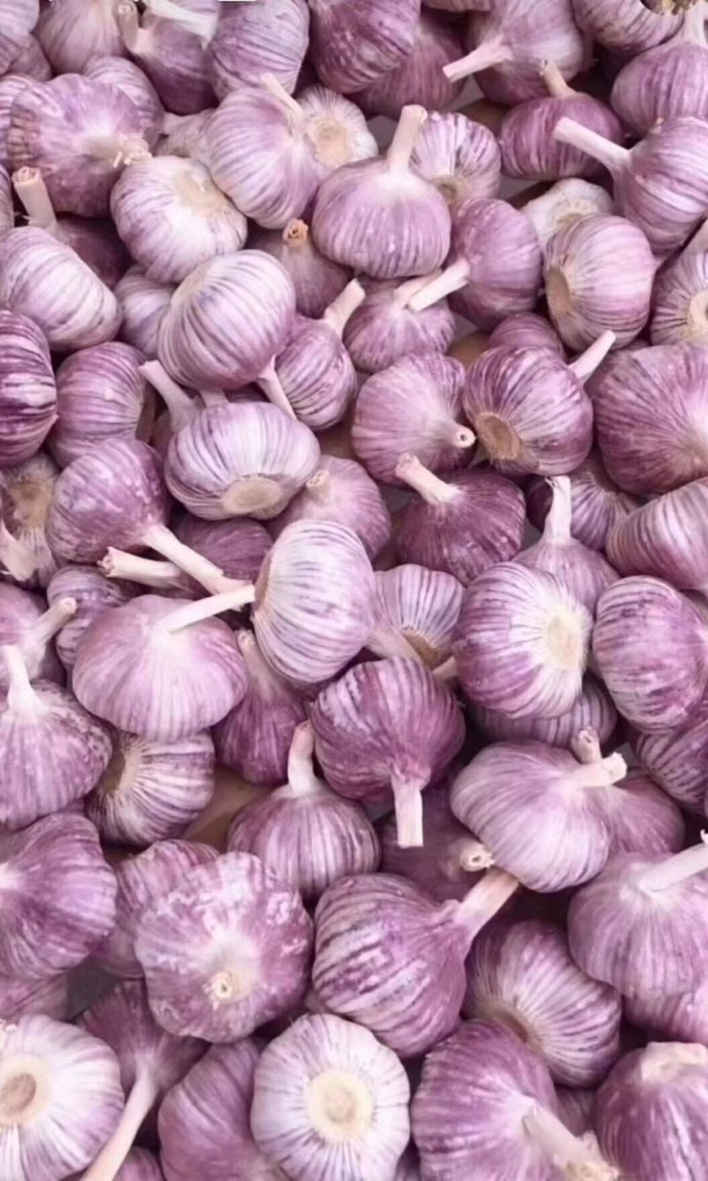 金乡大蒜颗颗精选皮薄肉厚产地直发品质保证一手货源量大从优