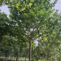 山东法桐悬铃木现挖现发好养耐活基地直发品质保证量大优惠