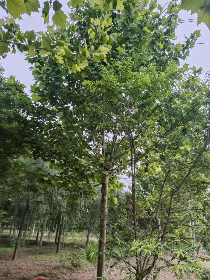 山东法桐悬铃木现挖现发好养耐活基地直发品质保证量大优惠