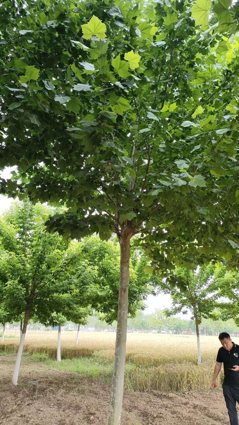 山东法桐悬铃木现挖现发好养耐活基地直发品质保证量大优惠
