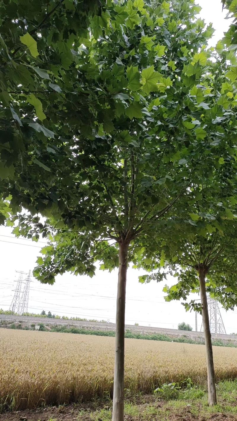 山东法桐悬铃木现挖现发好养耐活基地直发品质保证量大优惠