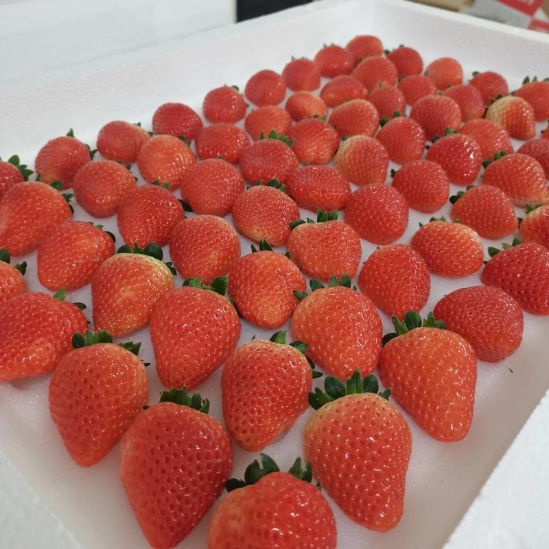 【天仙醉】安徽天仙醉草莓，果型大口感甜美，欢迎选购
