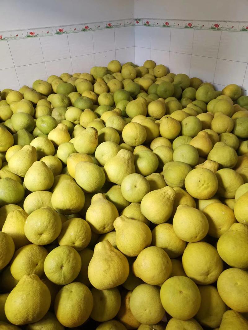 【沙田柚】四川精品水晶柚，全国发货，价格便宜，可视频看货