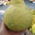 【沙田柚】四川精品水晶柚，全国发货，价格便宜，可视频看货
