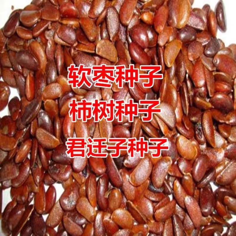 君迁子种子黑枣圆枣子种子批发零售新货出芽率高