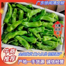 （优质）薄皮椒青椒，表皮鲜嫩靓丽，量多从优，可视频看货