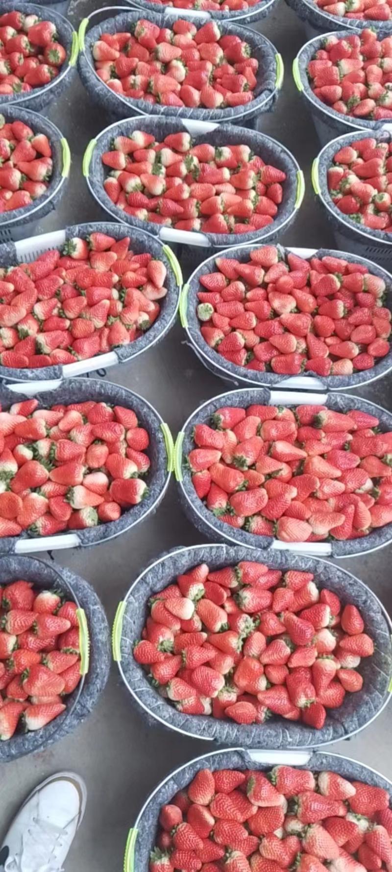 精选新鲜奶油草莓大量上市，甜美多汁饱满鲜红且现货